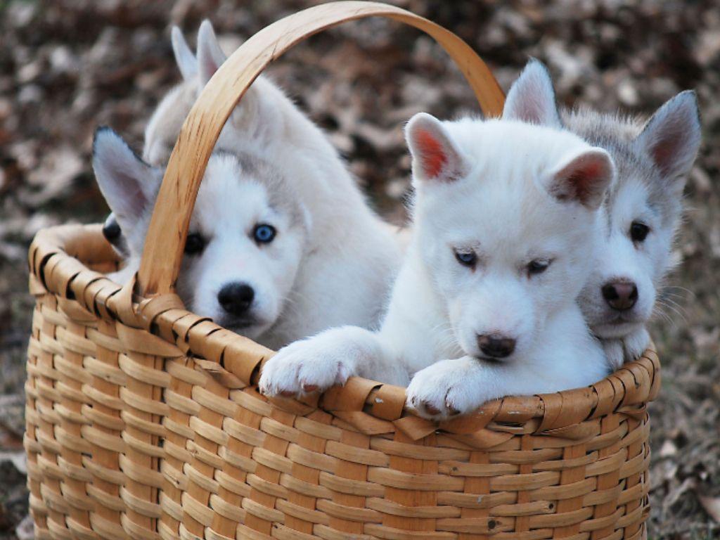 Basket of Husky puppies. Husky. Baskets, Puppys