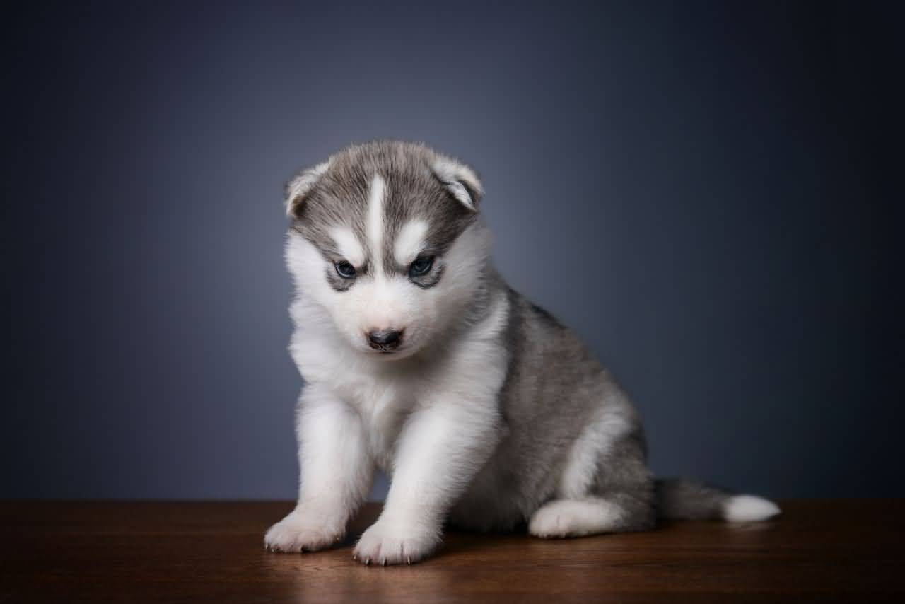 Adorable Siberian Husky Puppies Wallpaper