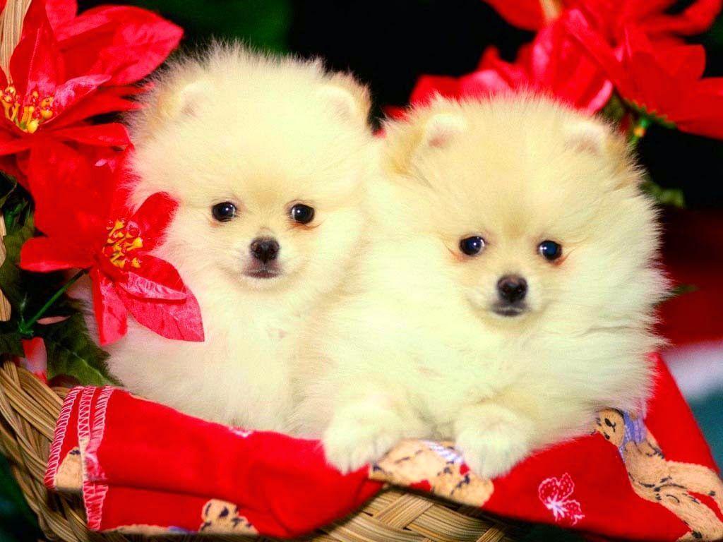 Cutest Puppies Of All Time Background And Picture Cute Full HD