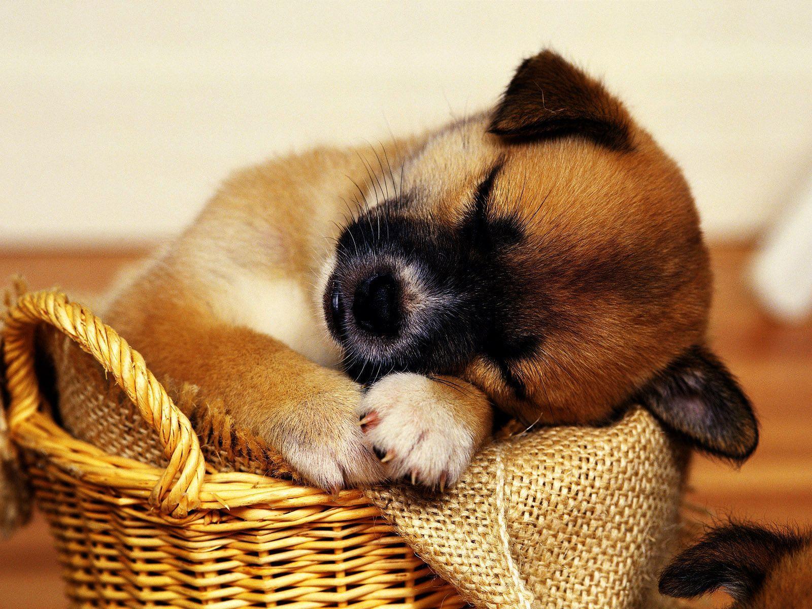 Cute Puppy Wallpaper HD