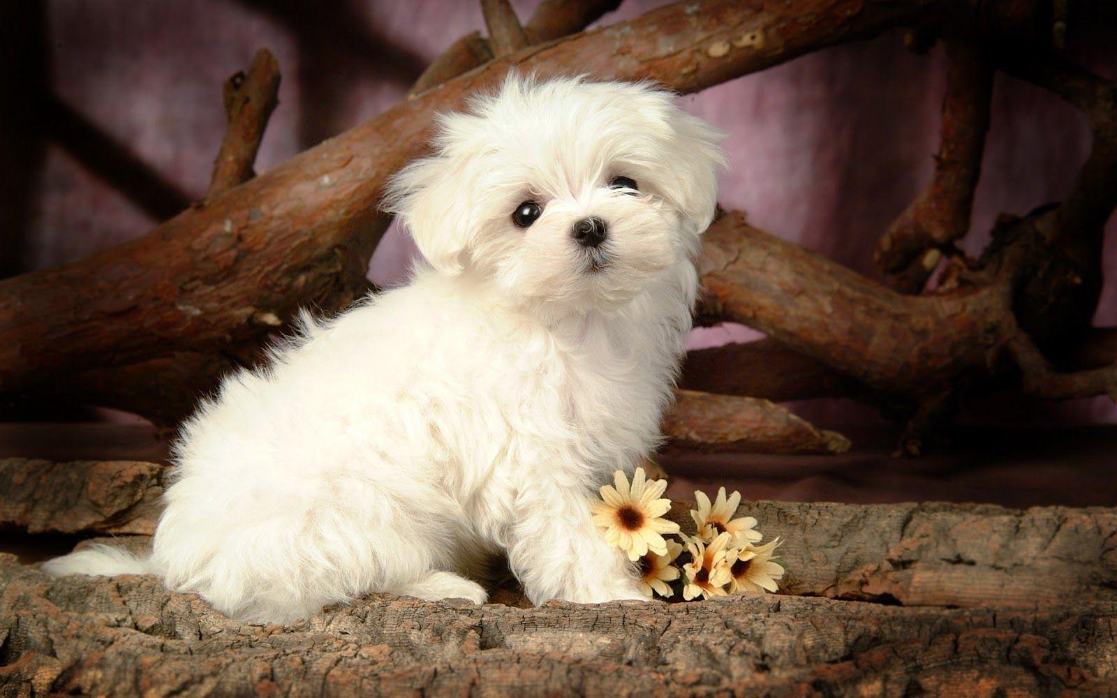 hd puppies picture, puppies image, puppy photo, puppies