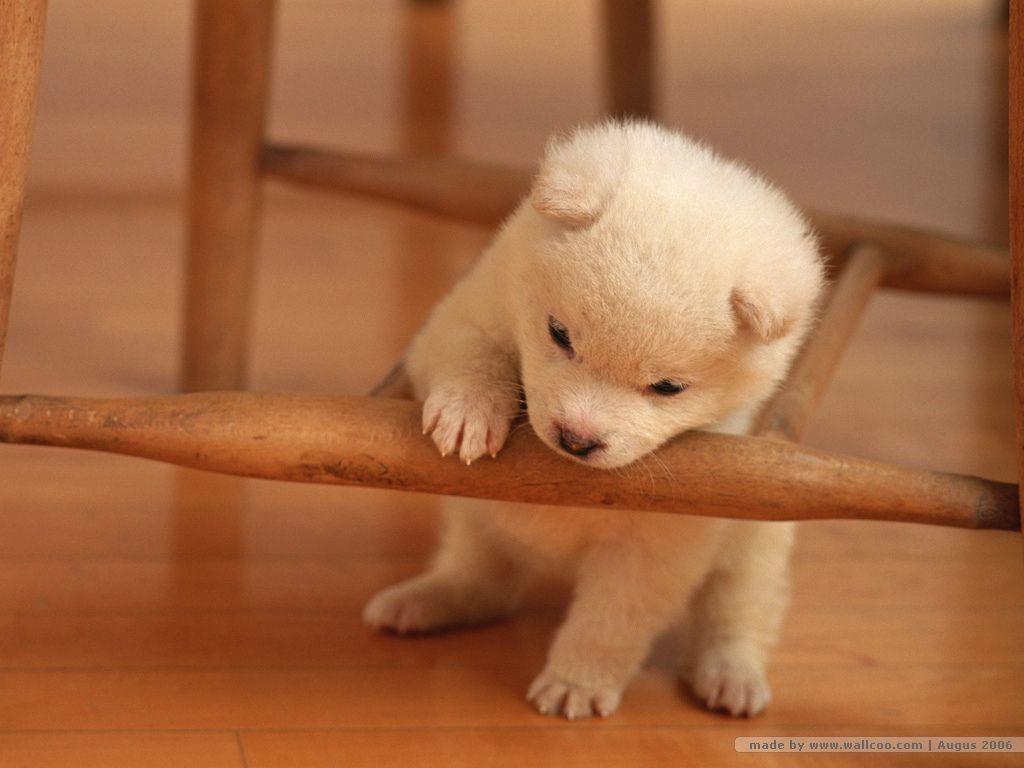 cute puppies & dogs pics. Description: Lovely Puppy Dog Wallpaper