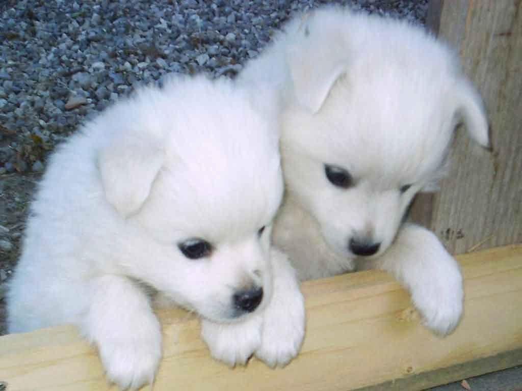 Cute Puppies Wallpaper HD