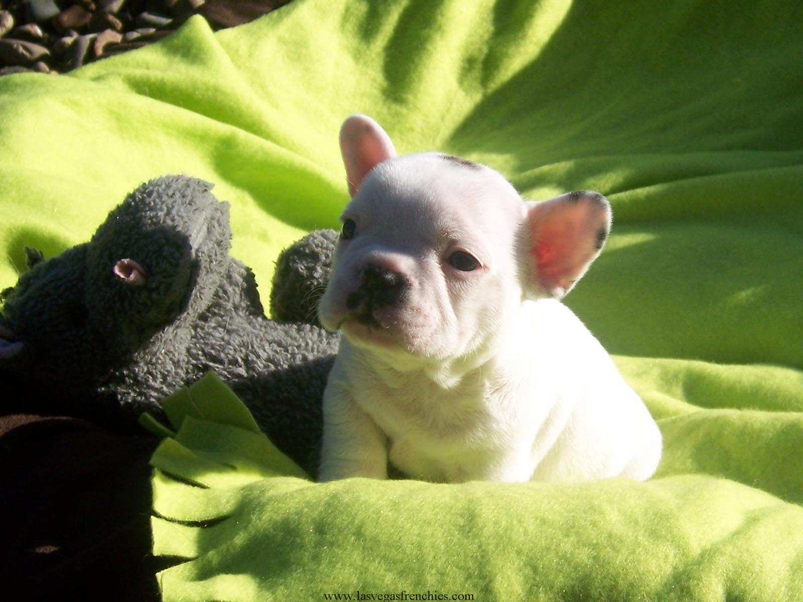 French Bulldog Puppies Wallpaper & Pics Cute and Docile