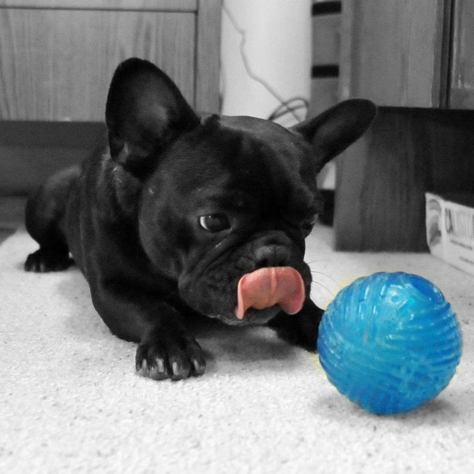 French Bulldog with a ball photo and wallpaper. Beautiful French
