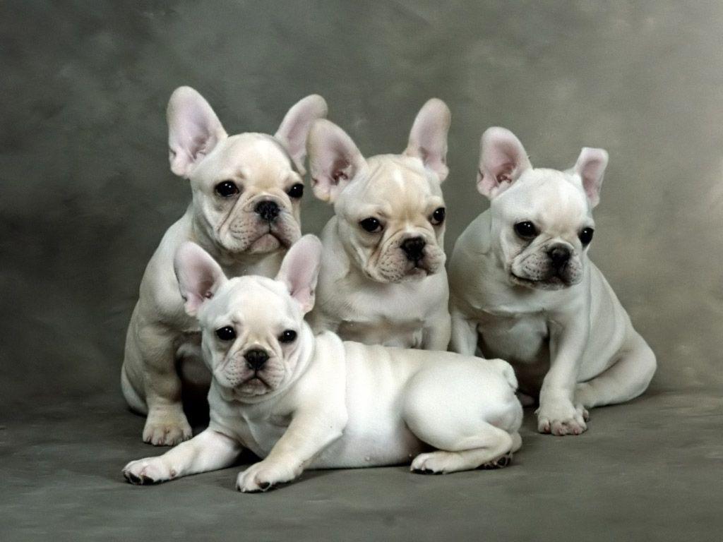 Cute French Bulldog Puppies Wallpaper. Funny Cat & Dog Picture