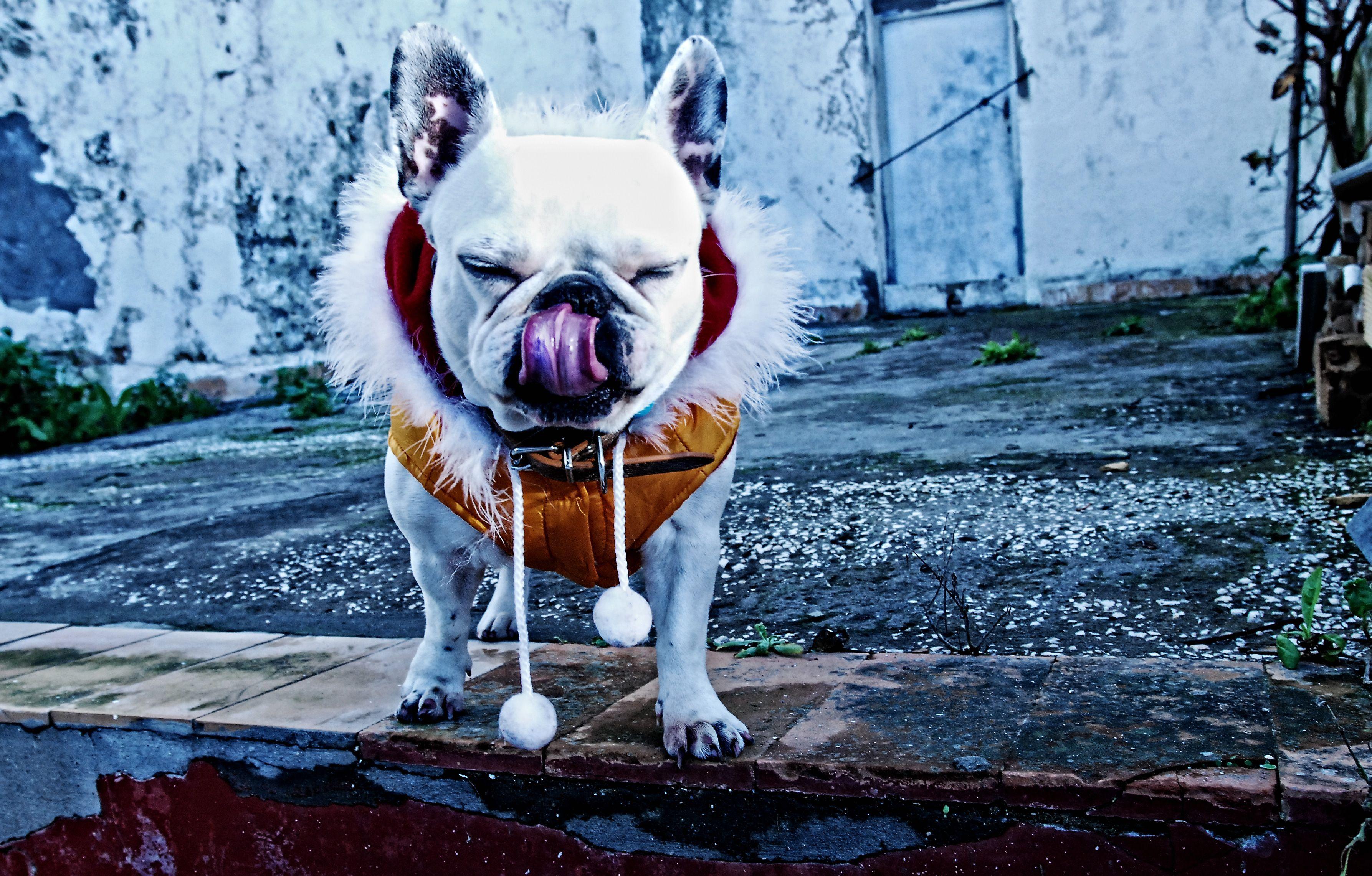 French Bulldog Background Free Download