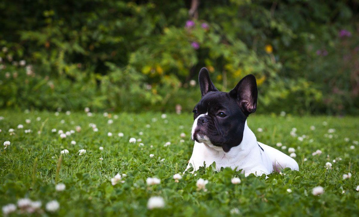 French Bulldog dog on the lawn photo and wallpaper. Beautiful