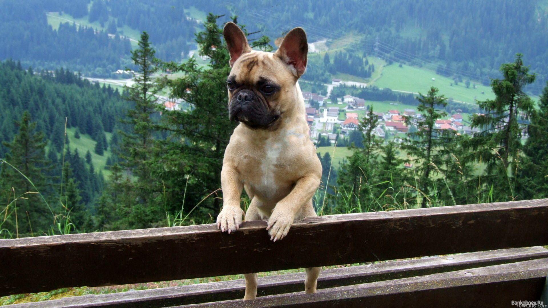 French Bulldog Wallpapers - Wallpaper Cave