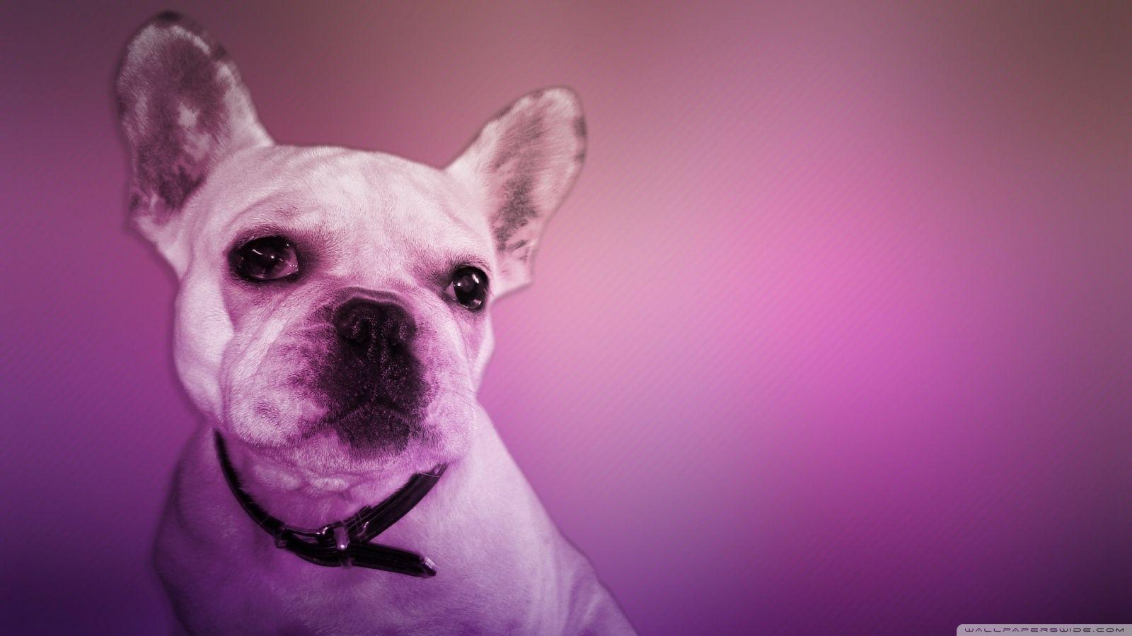 French Bulldog HD desktop wallpaper, High Definition, Fullscreen