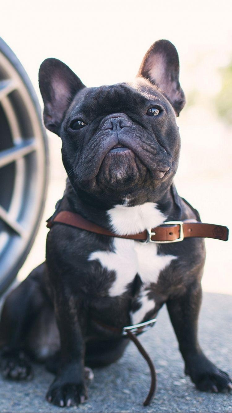 Animal French Bulldog (750x1334) Wallpaper