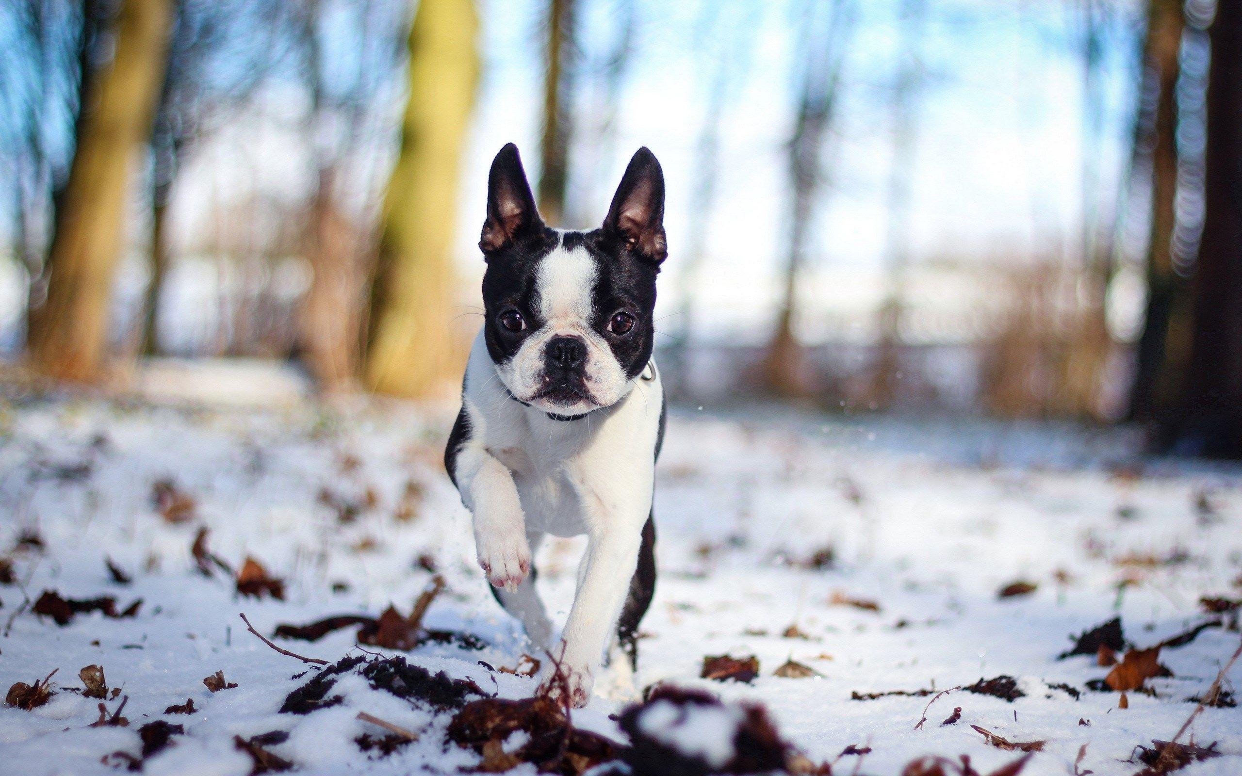french bulldog wallpaper and background