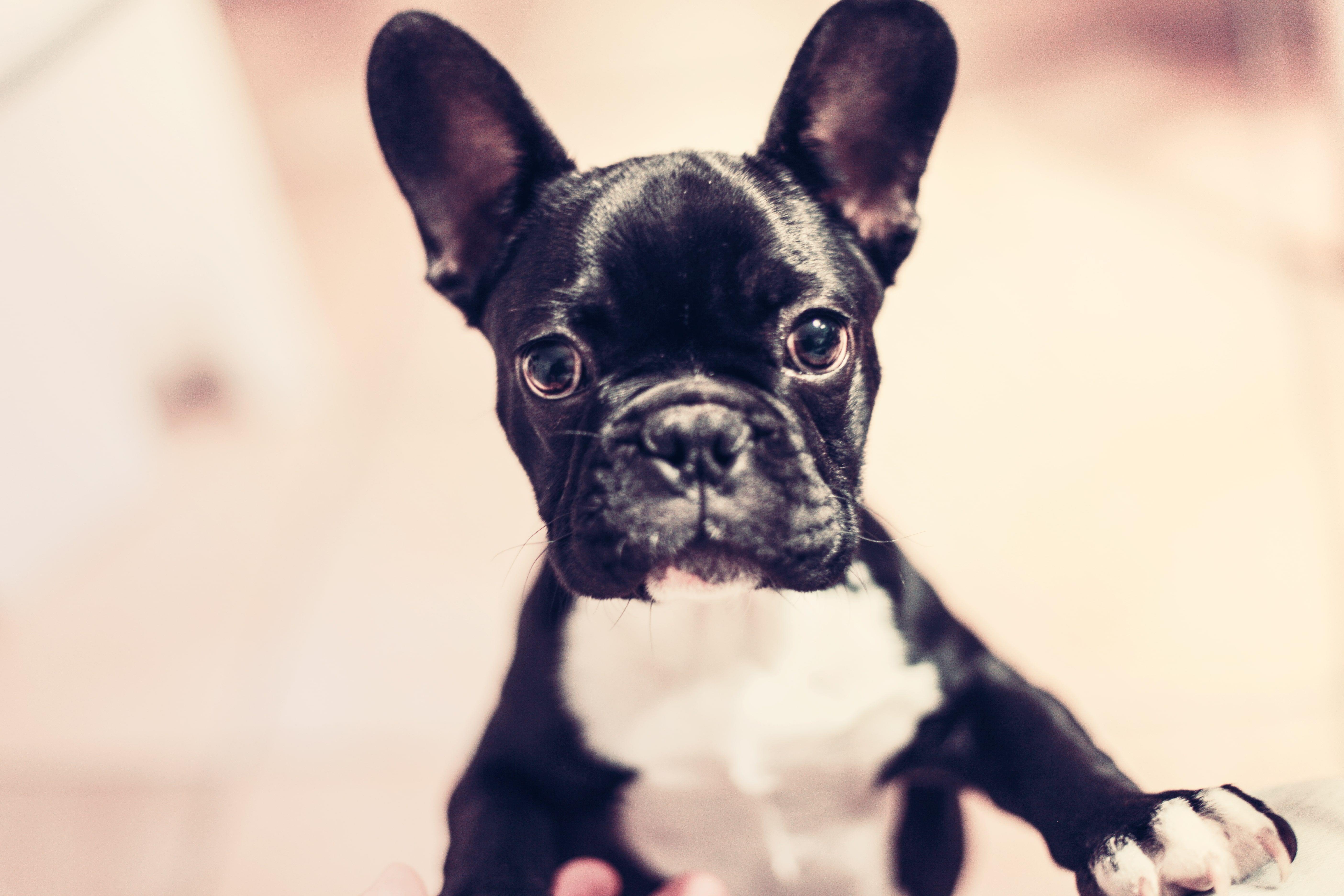 Dogs Wallpaper french bulldog FREE Wallpaper Collection