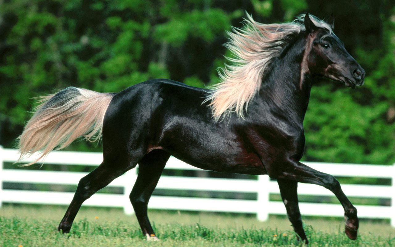 Beautiful Horse