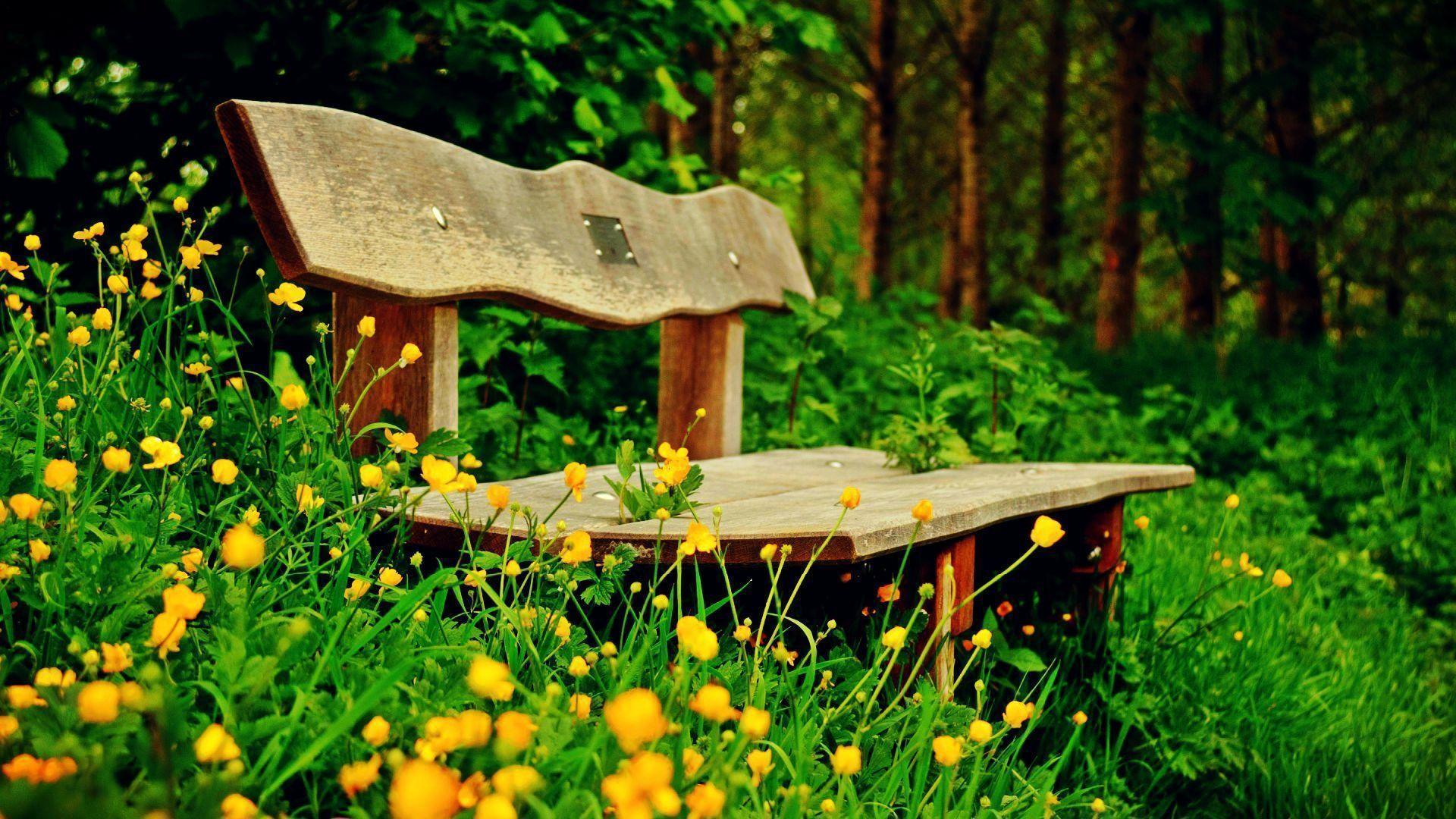 Bench In Nature Wallpaper