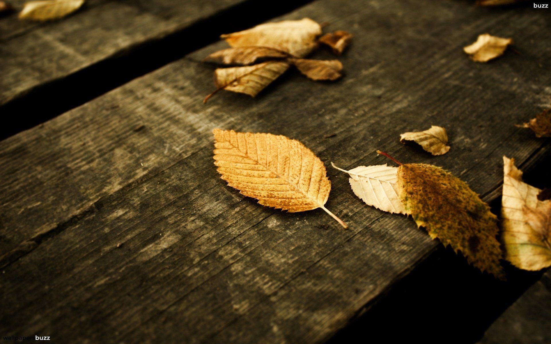 Leaves on a bench HD Wallpaper
