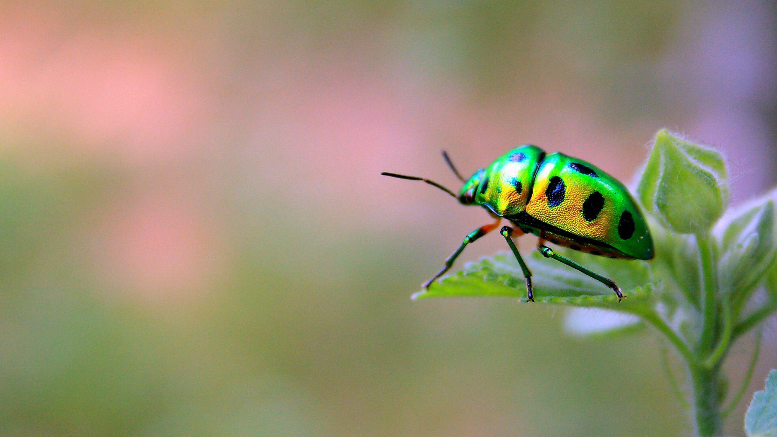 Insect HD Wallpapers 4k and 8k Insect Desktop and Mobile Wallpapers