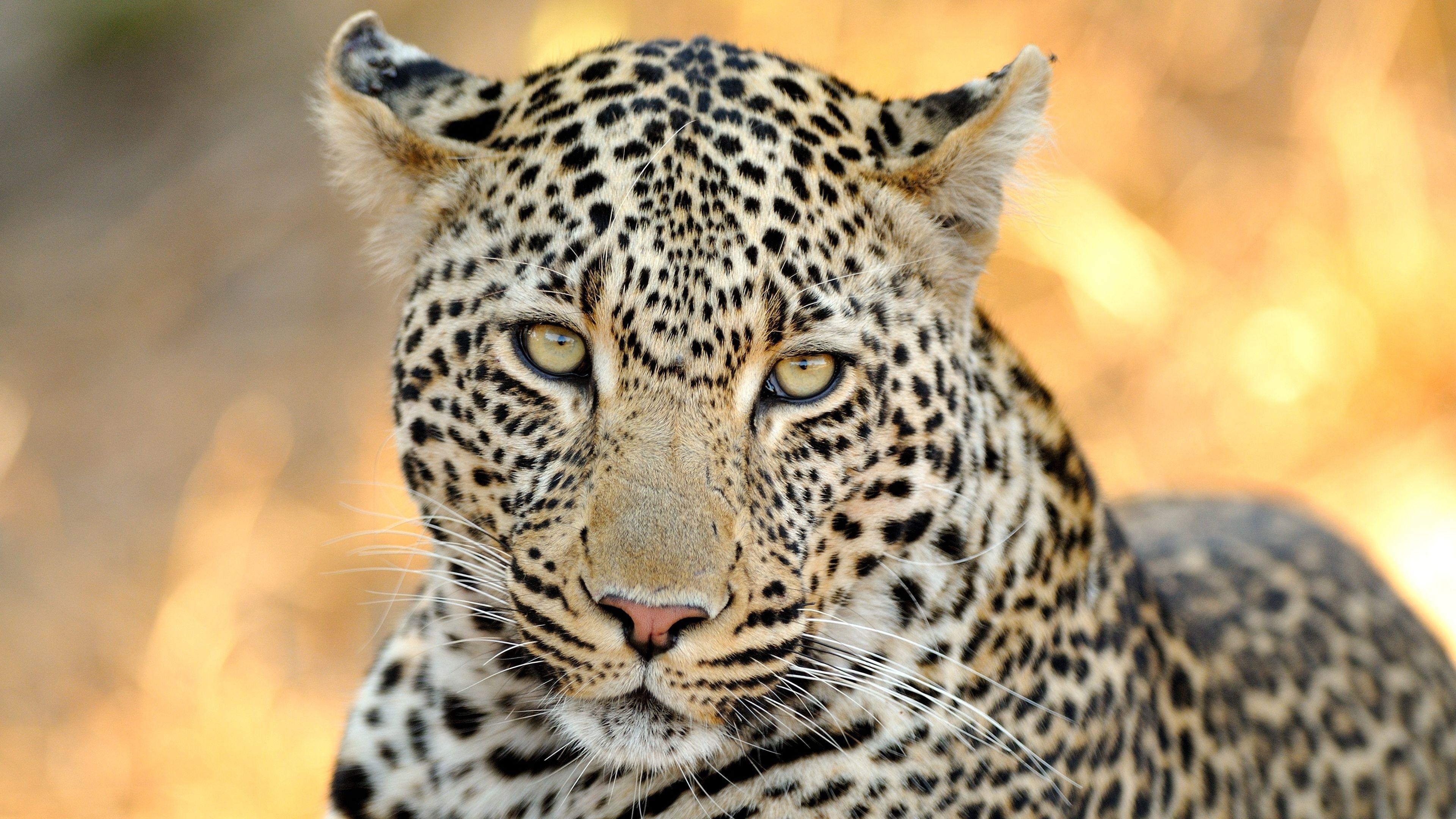 Wild Life Wallpapers Wallpaper Cave