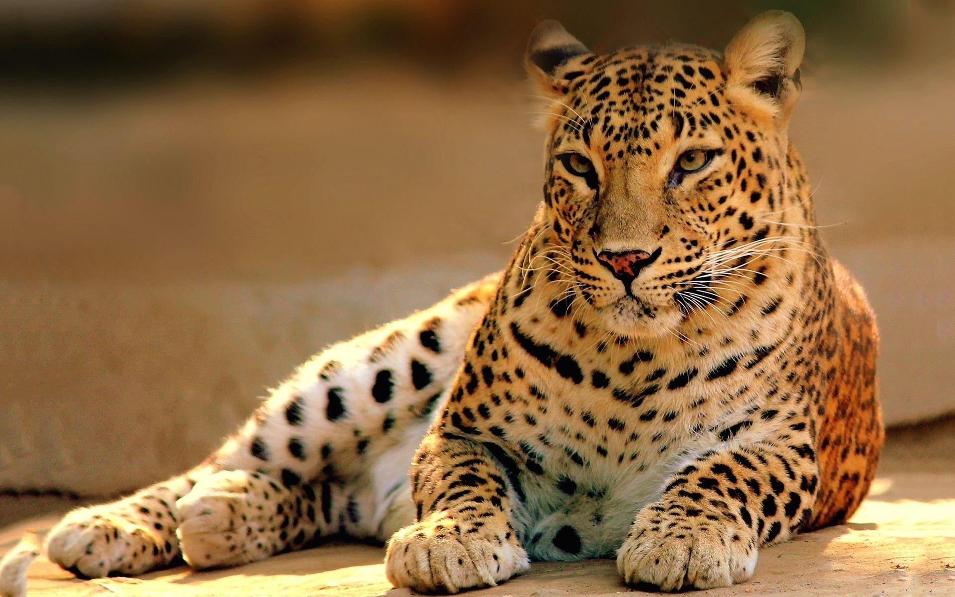 Leopard wildlife Wallpaper