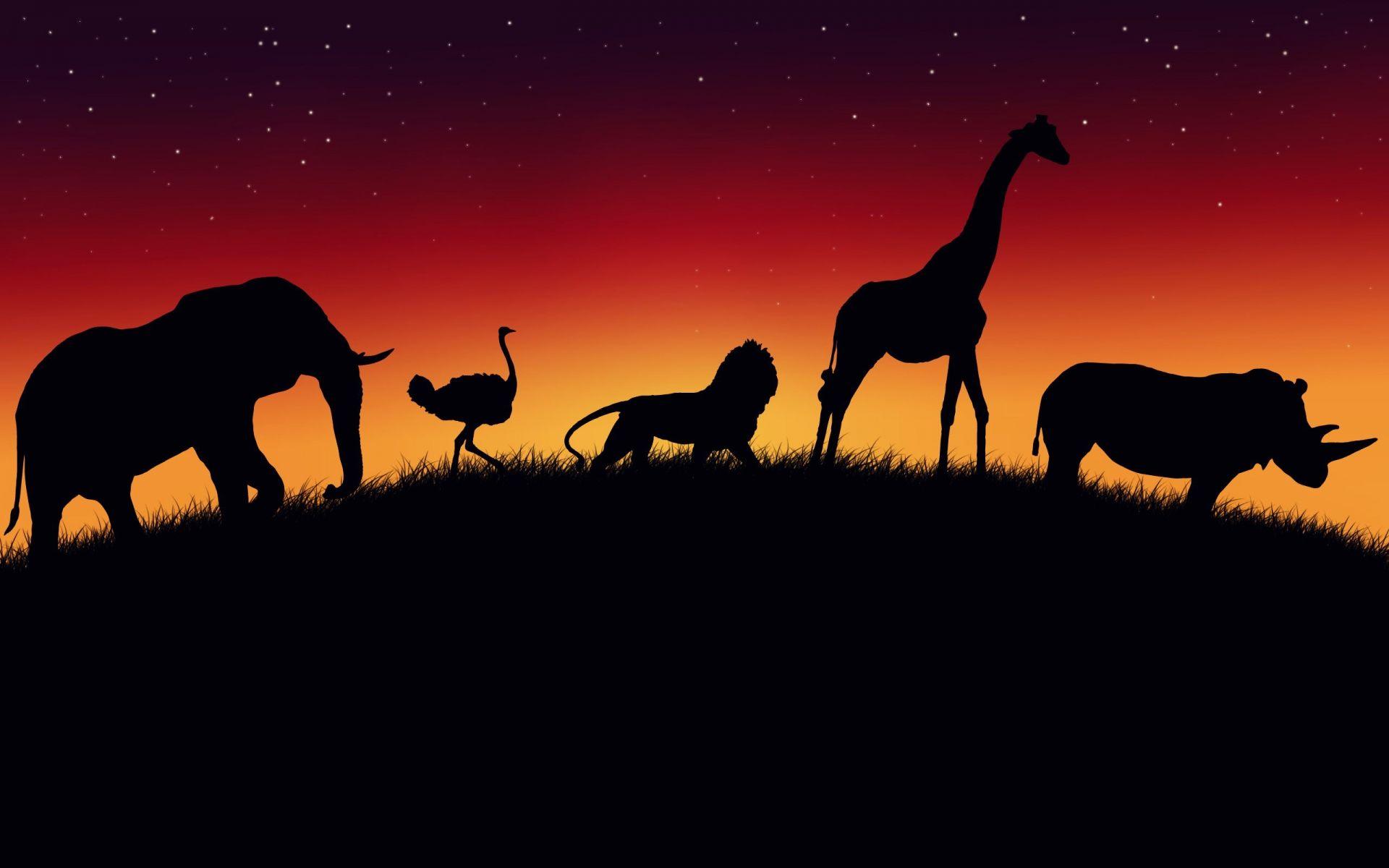 African Wildlife Wallpaper 1080p, Nature Wallpaper