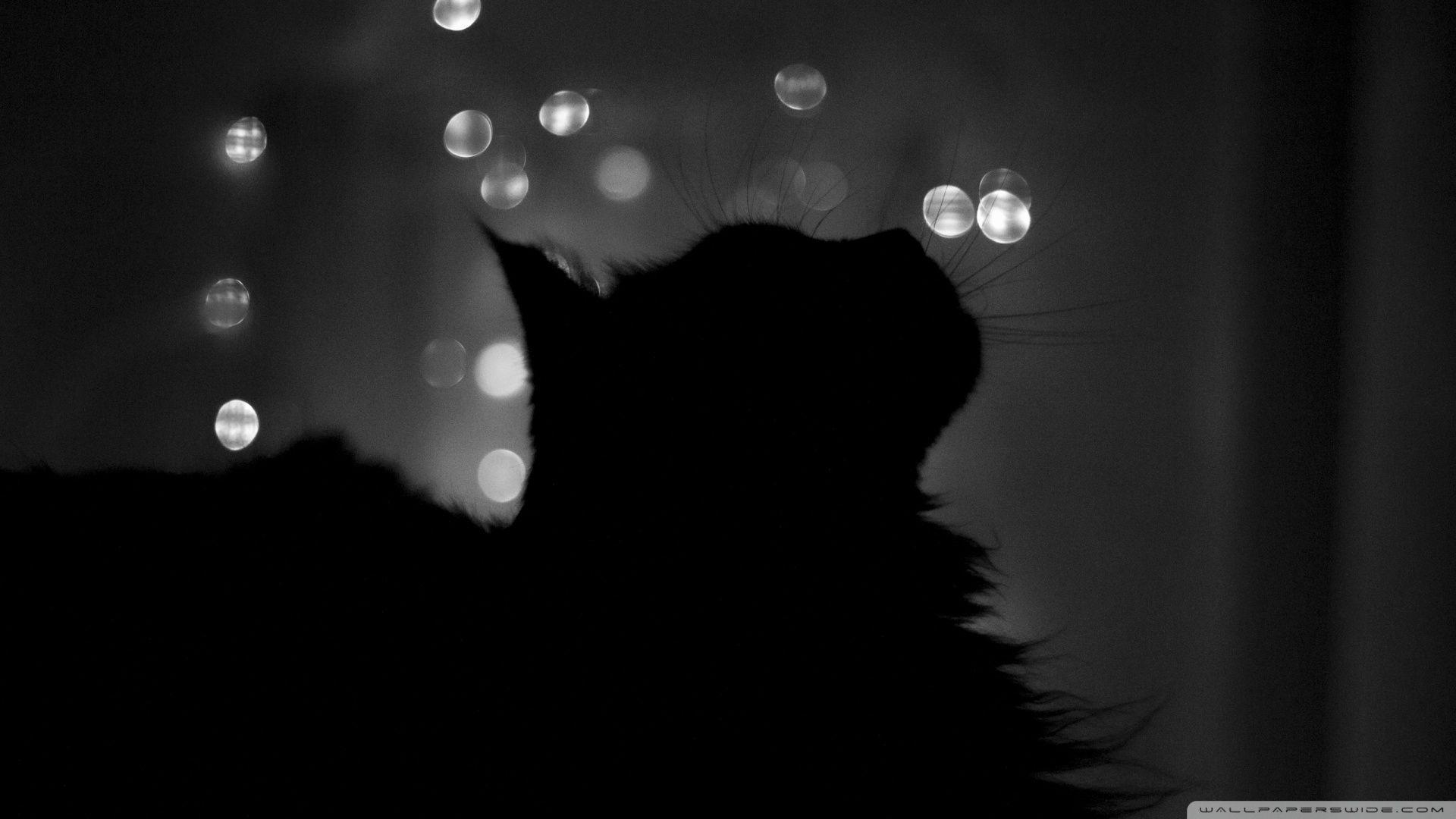 Black Cat Wallpaper, 43 Black Cat HD Wallpaper Background, Guan