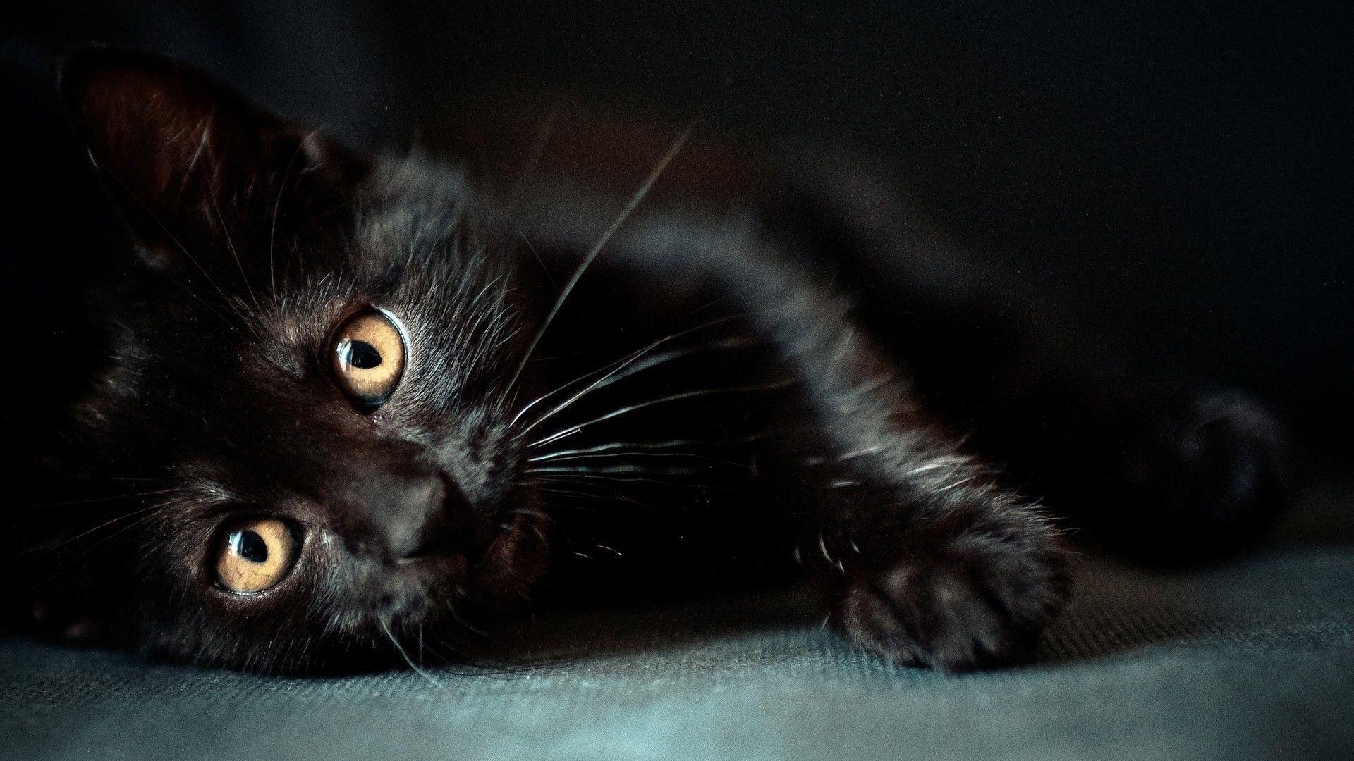 cat, Animals, Black Cats Wallpaper HD / Desktop and Mobile