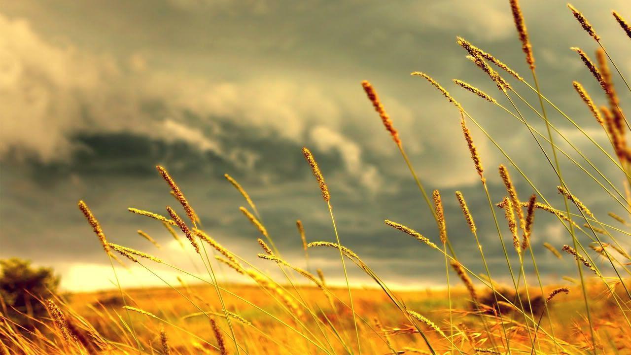 HD Wheat Wallpapers