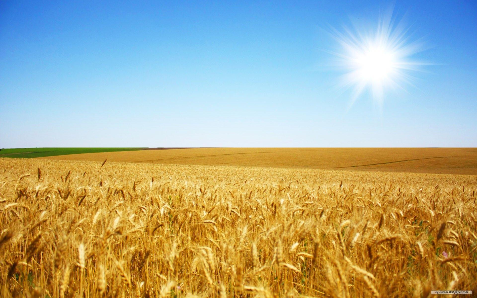 Wheat Wallpaper, HDQ Beautiful Wheat Image & Wallpaper Gallery