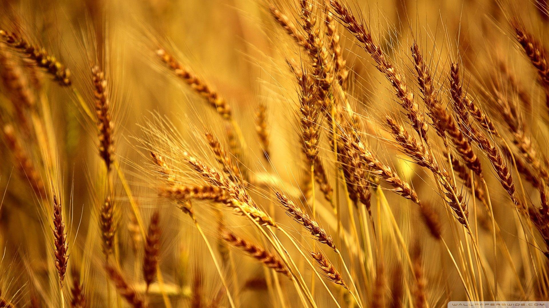 Wheat Field HD desktop wallpapers : Widescreen : High Definition