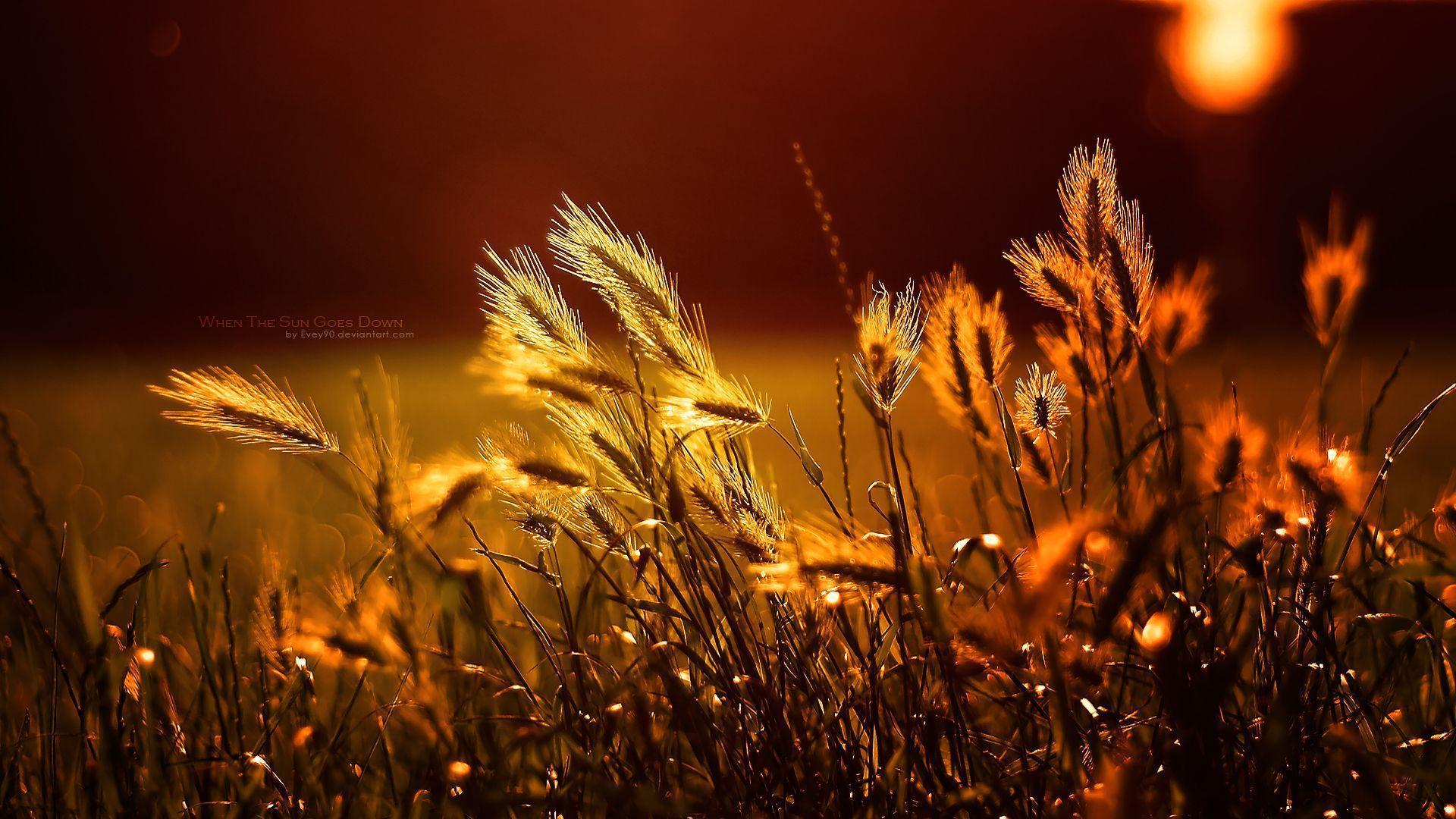 High Definition Collection: Wheat Wallpapers, 35 Full HD Wheat