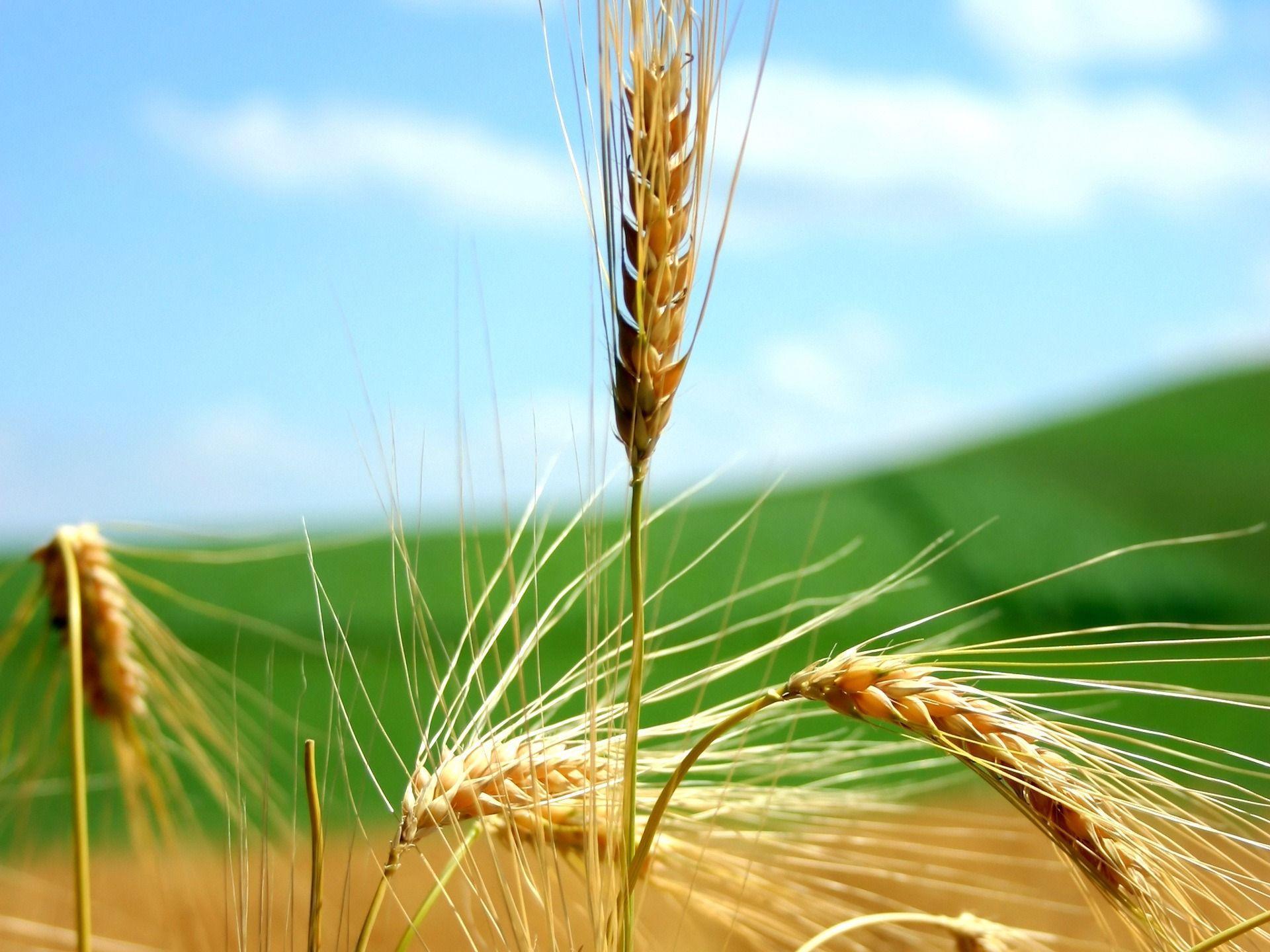 Wheat Wallpapers Plants Nature Wallpapers in jpg format for free
