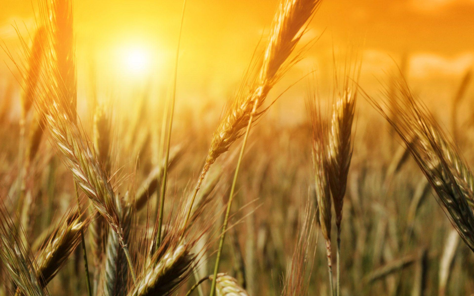 HD Wheat Wallpapers