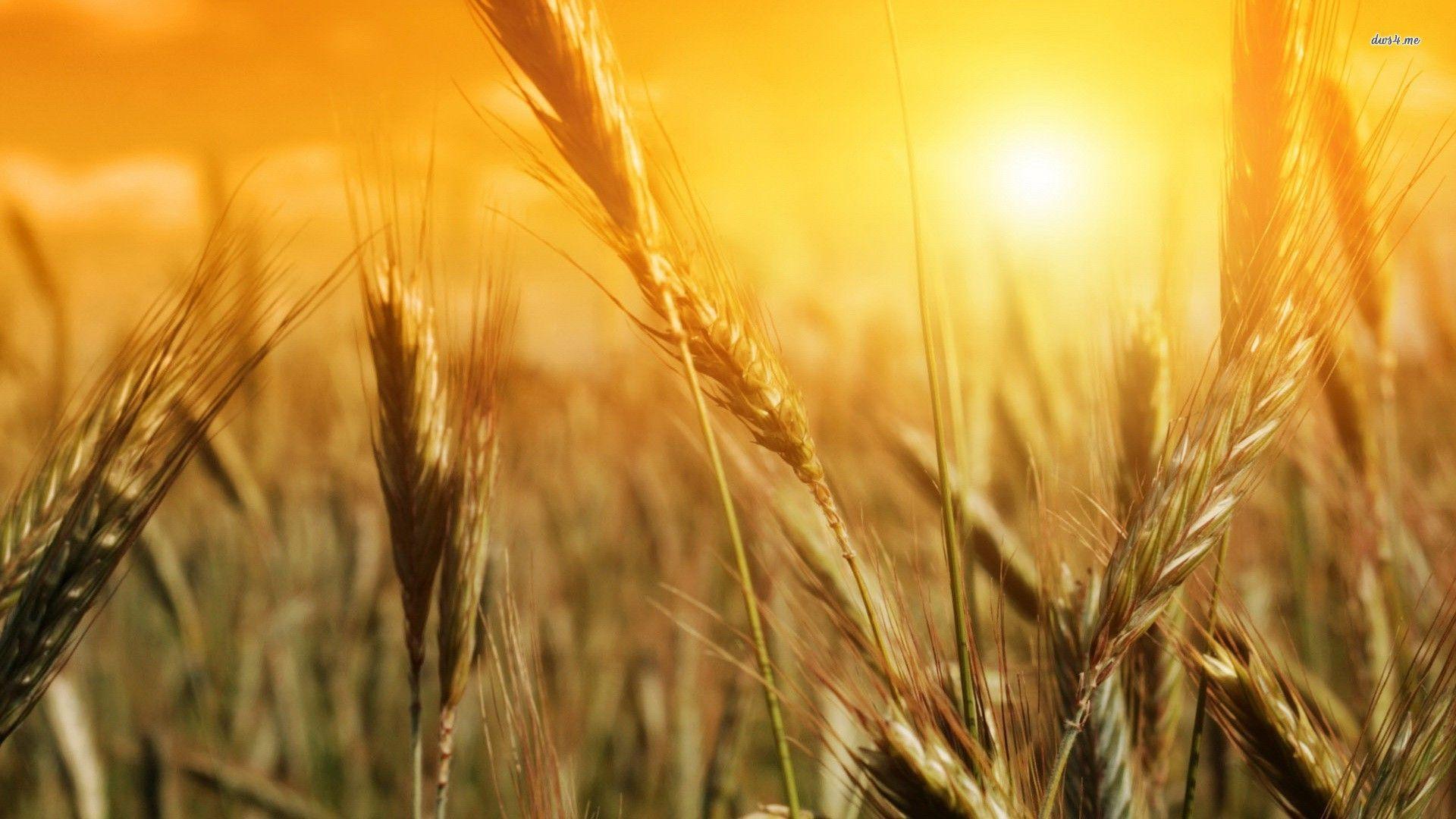 Wheat wallpapers