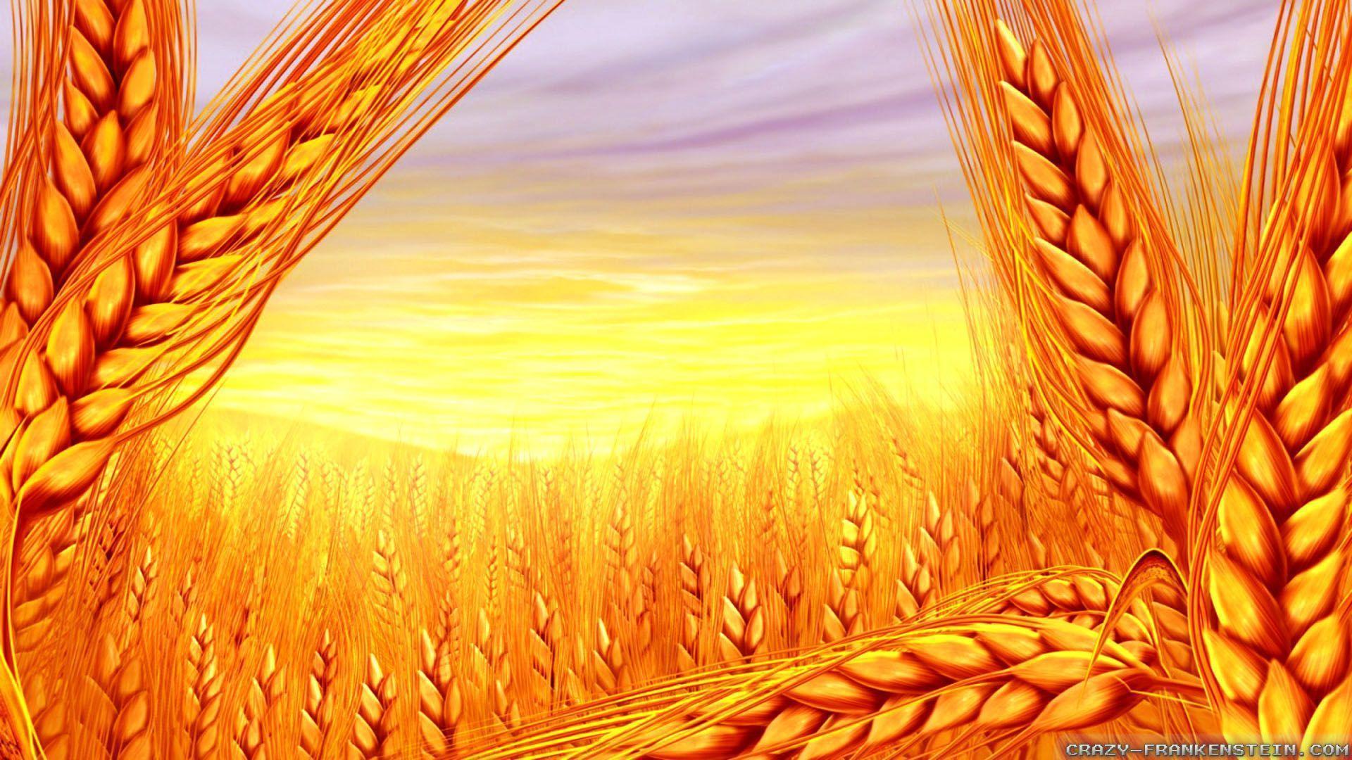 Wheat in Summer wallpapers