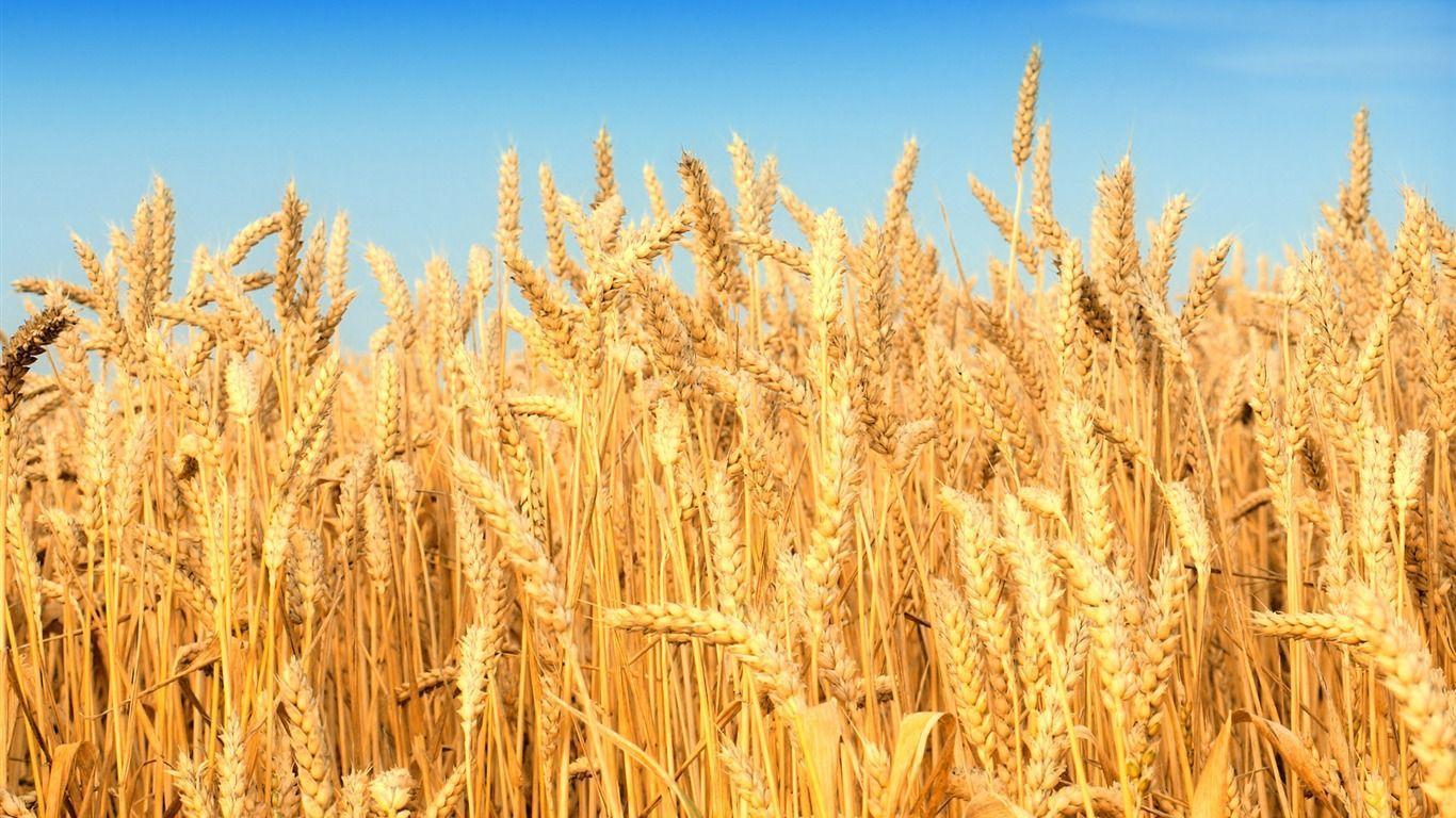 Cool Wheat wallpapers