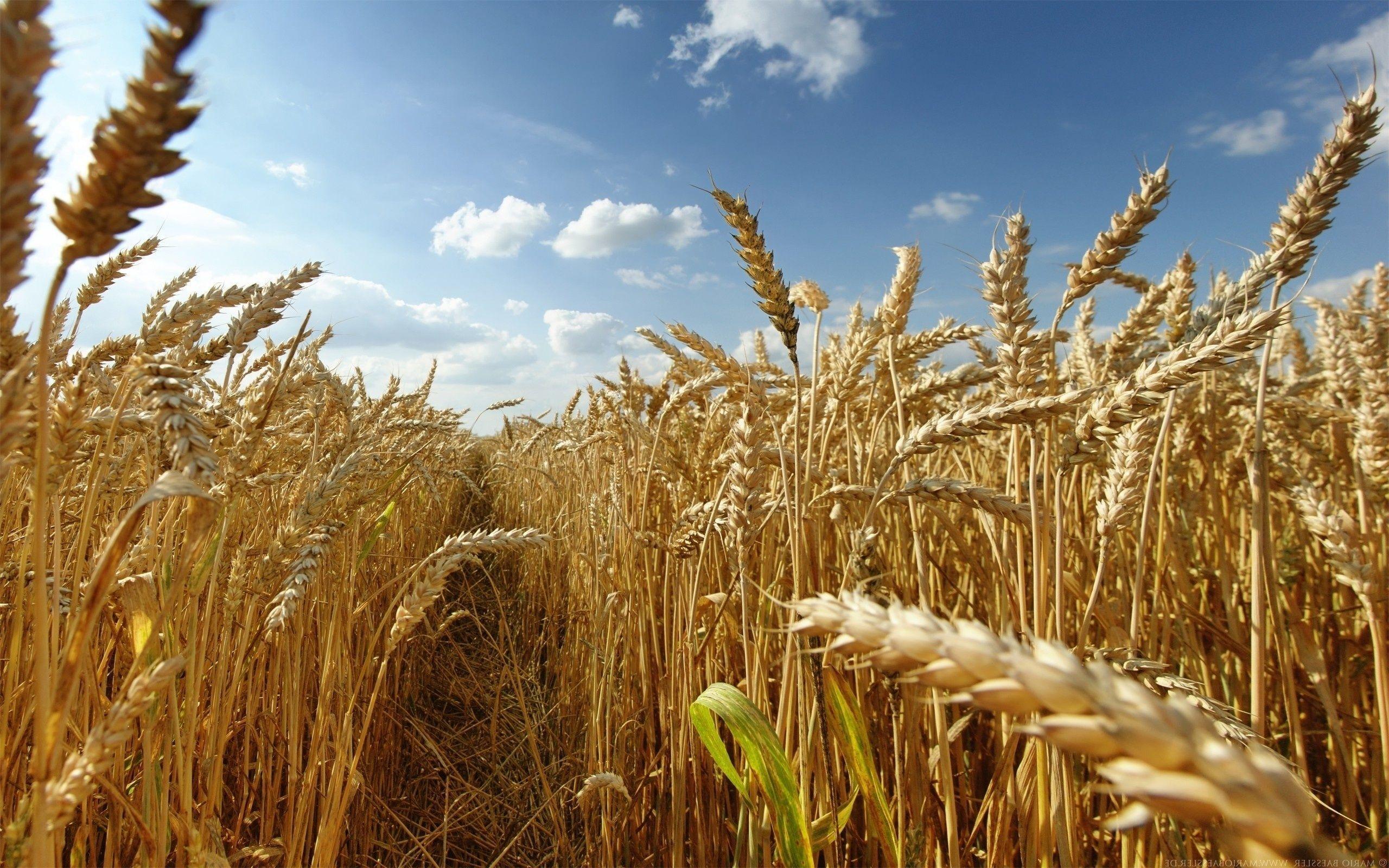 Free Wheat Wallpapers, Image Collection of Free Wheat