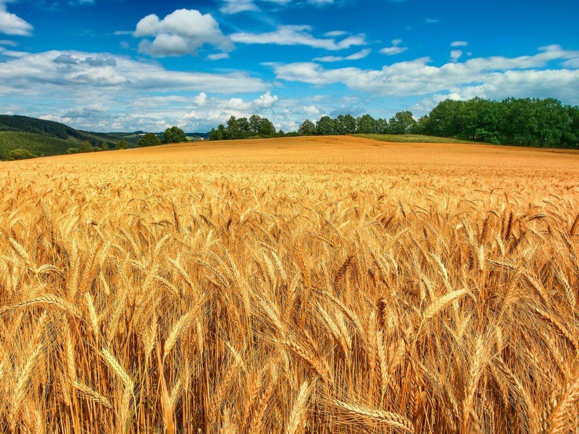 Nature View of Wheat Field HD Wallpapers