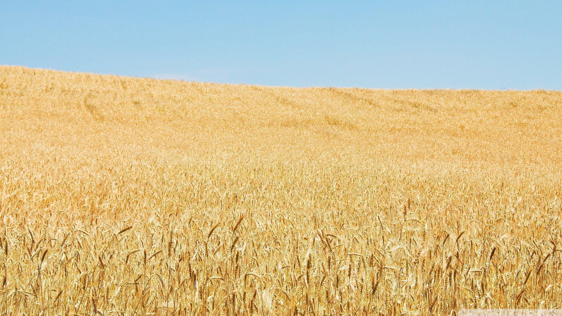 Wheat Field And Sky HD desktop wallpapers : High Definition