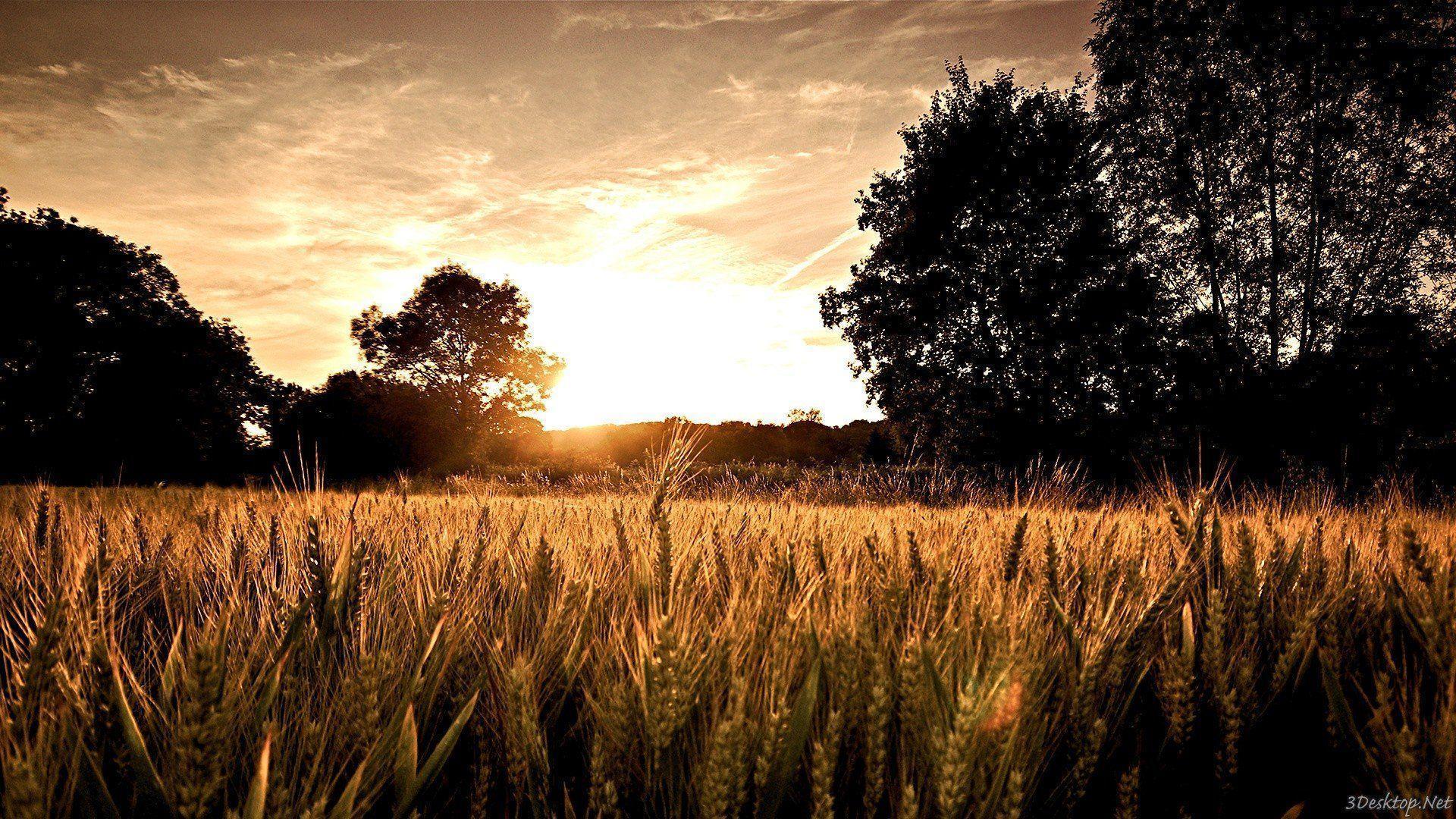 Wheat Backgrounds Wallpapers