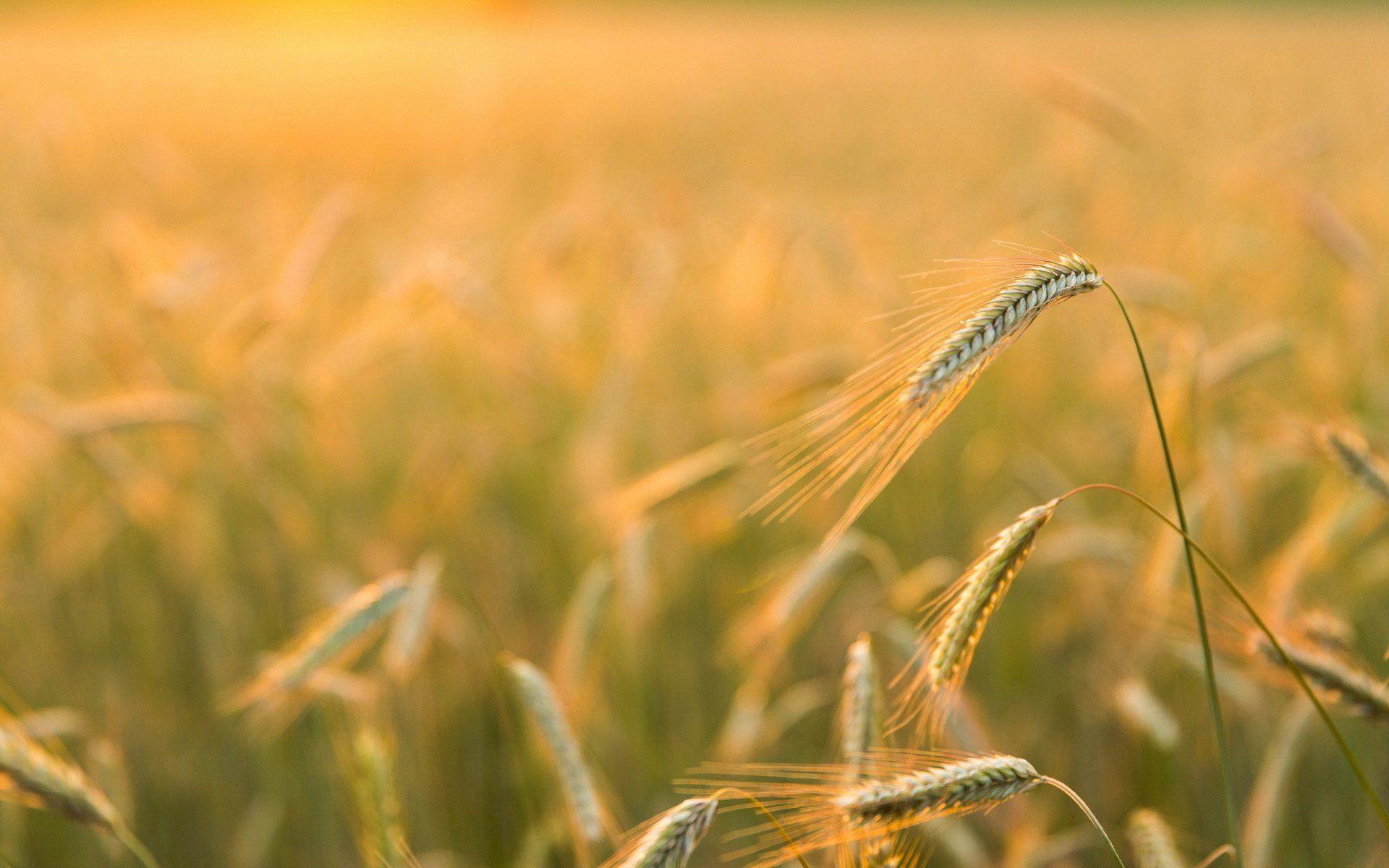 324 Wheat HD Wallpapers