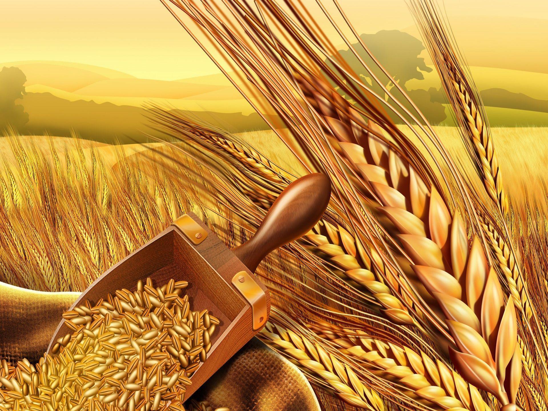 HD Wheat Wallpaper and Photo. HD Food Wallpaper