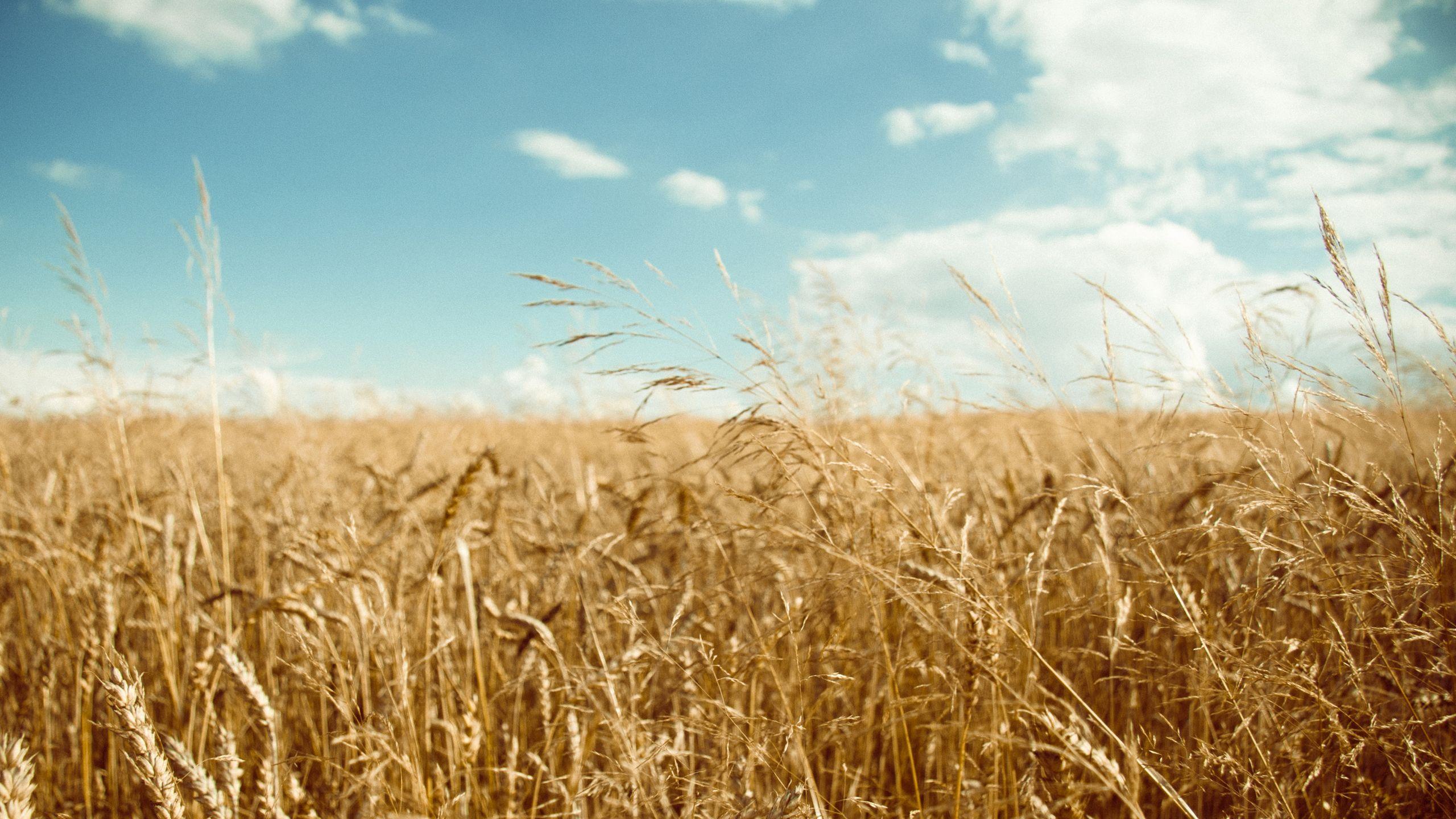 Free Wheat Wallpaper, Image Collection of Free Wheat. nTS66