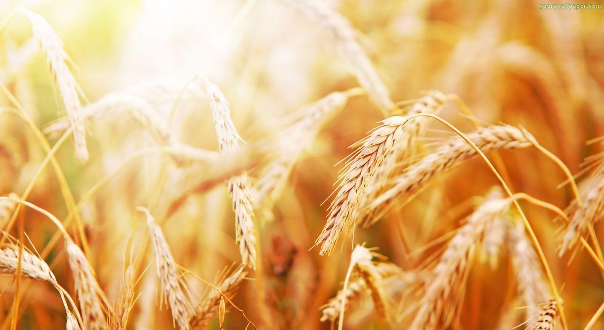 Barley and Wheat
