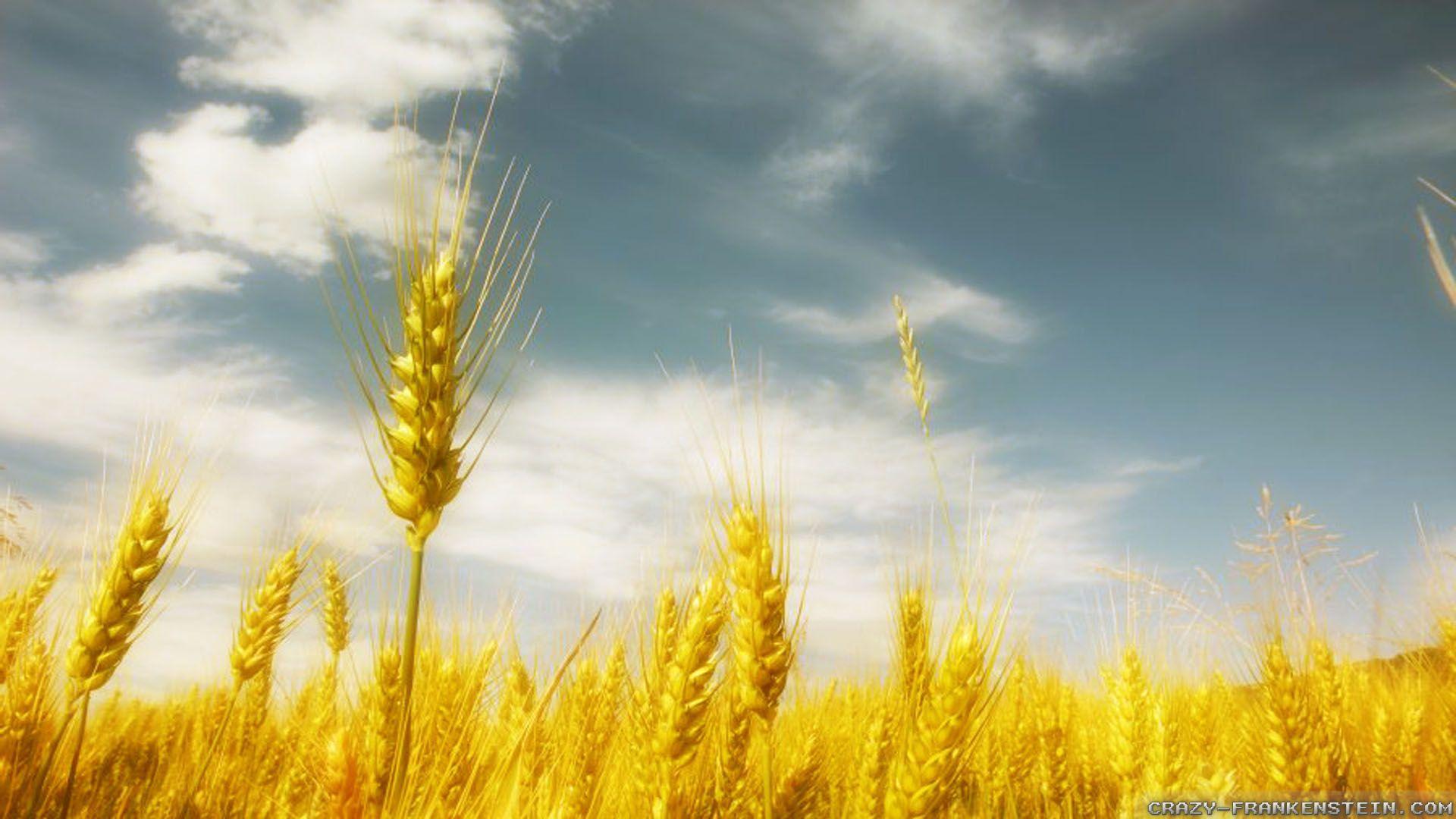 Golden Wheat Wallpapers HD Resolution : Nature Wallpapers