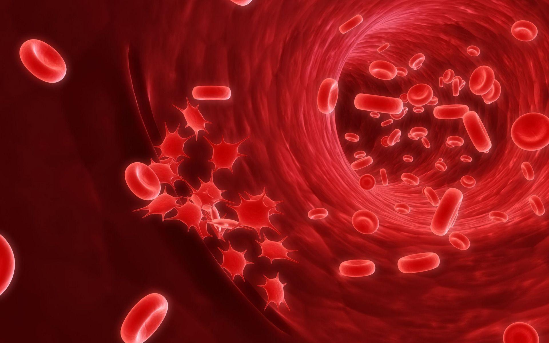 blood cells HD wallpaper