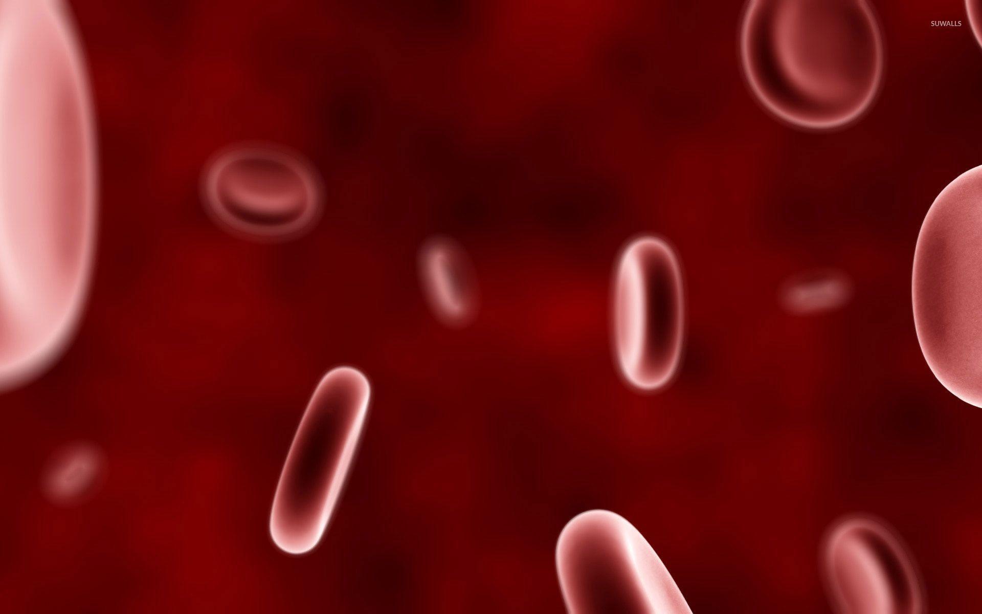 Blood cells wallpaper wallpaper