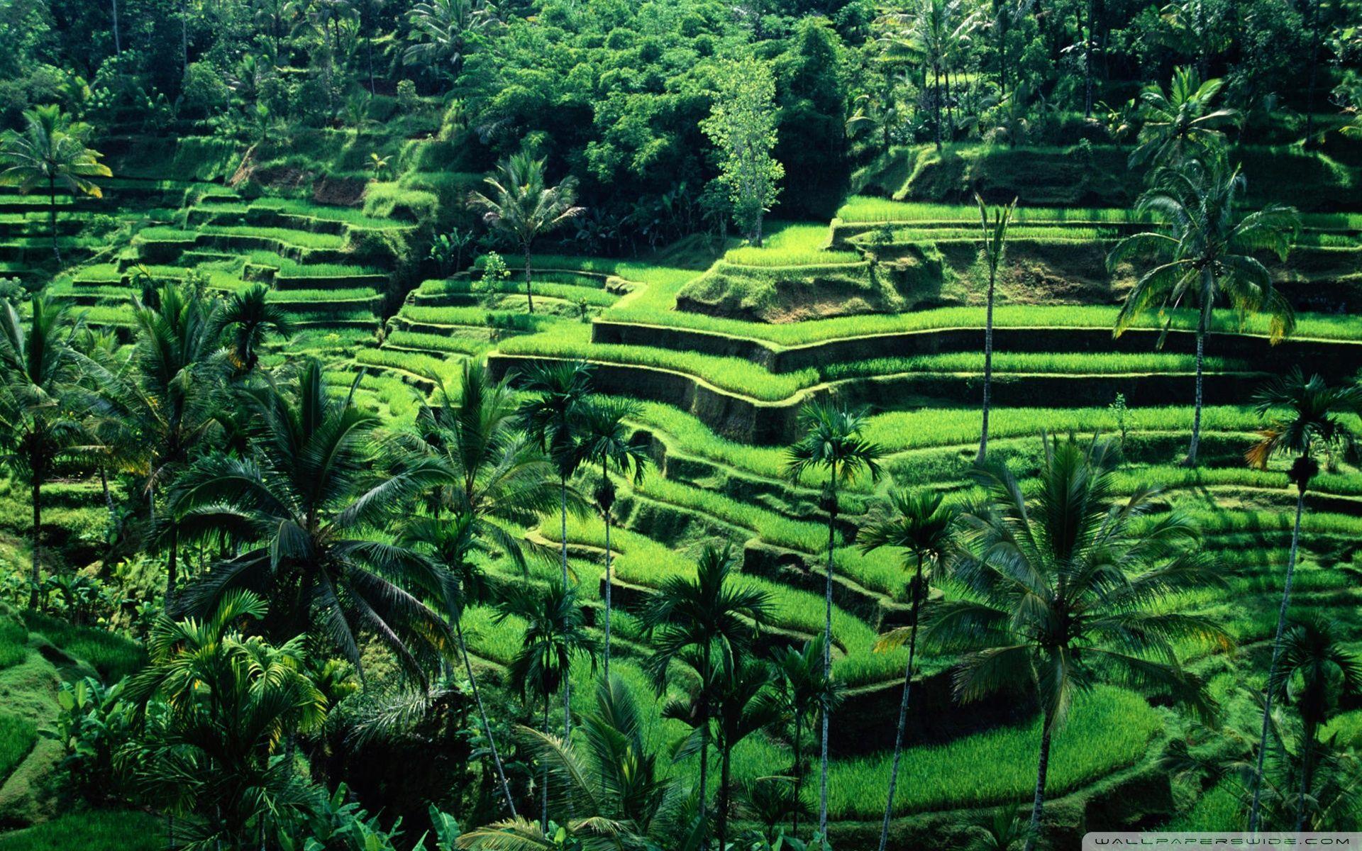 Bali, Indonesia ❤ 4K HD Desktop Wallpaper for 4K Ultra HD TV