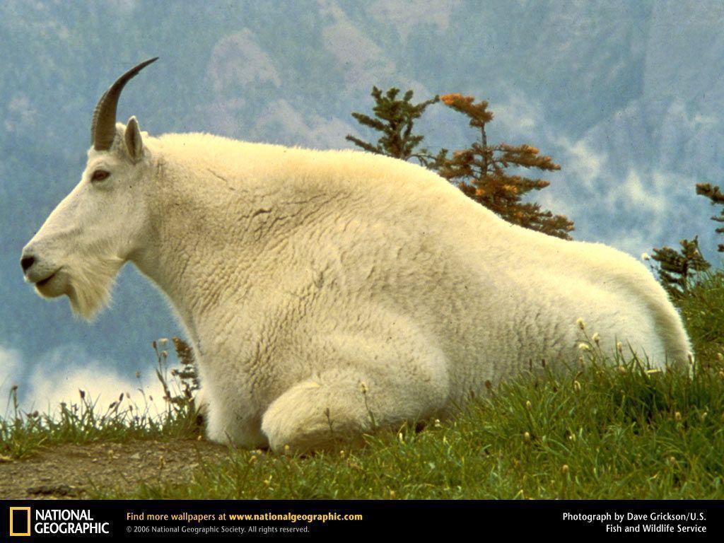Mountain Goat Picture, Mountain Goat Desktop Wallpaper, Free