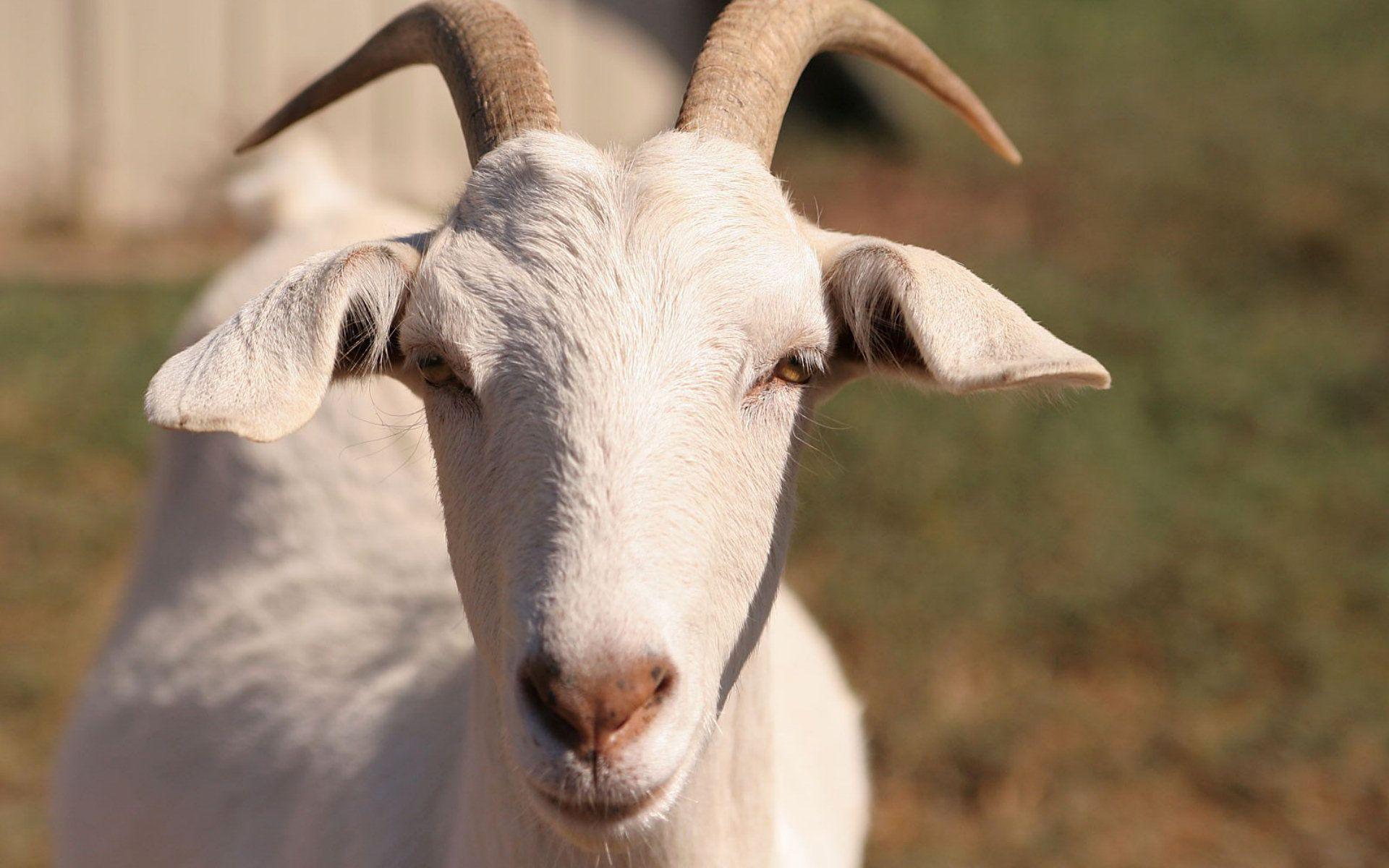 Goats HD wallpaper