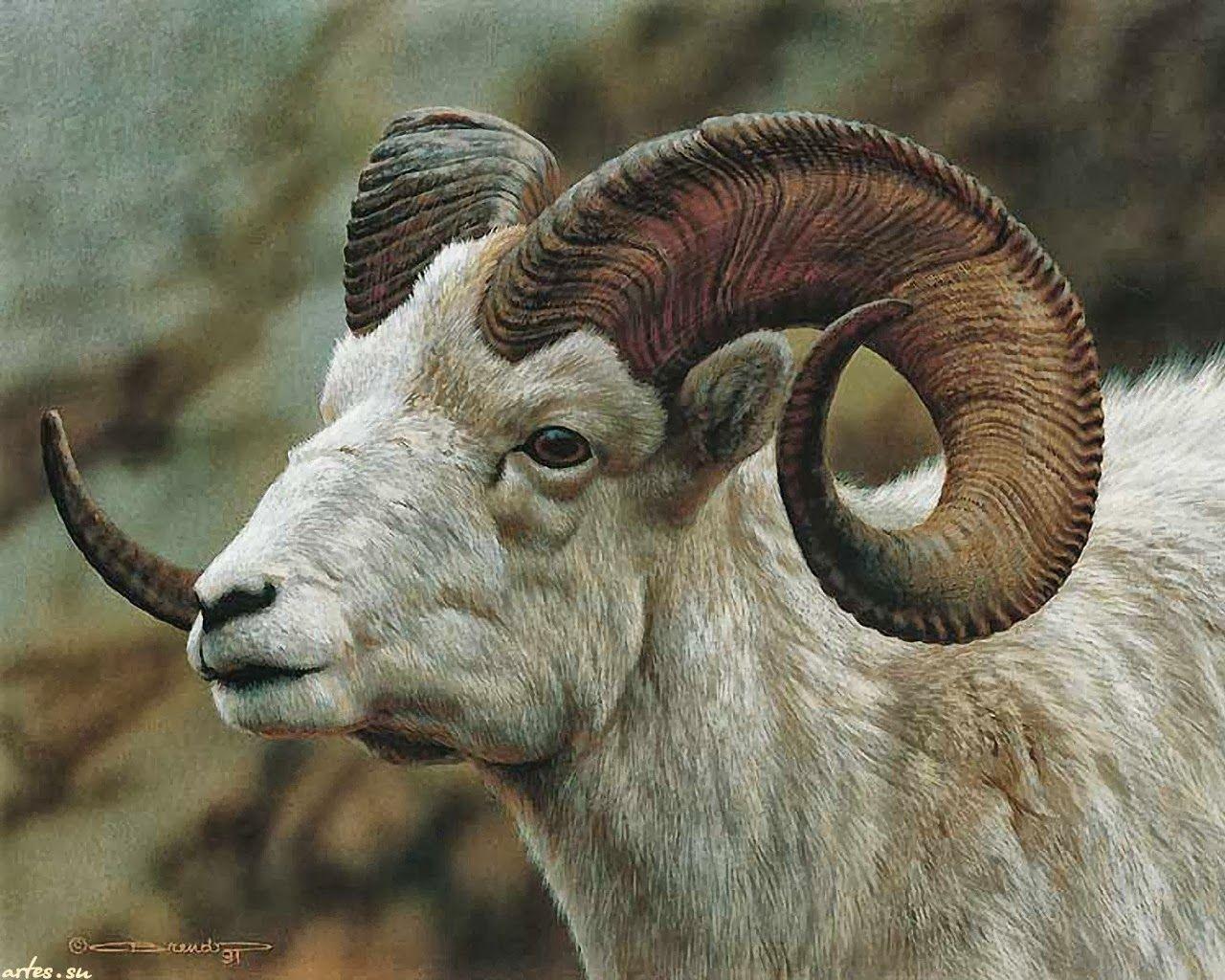 Download Goats HD Wallpaper